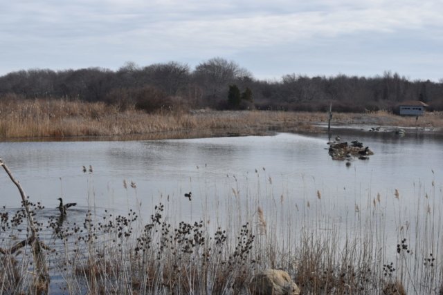 Daniel Webster Wildlife Sanctuary Marshfield