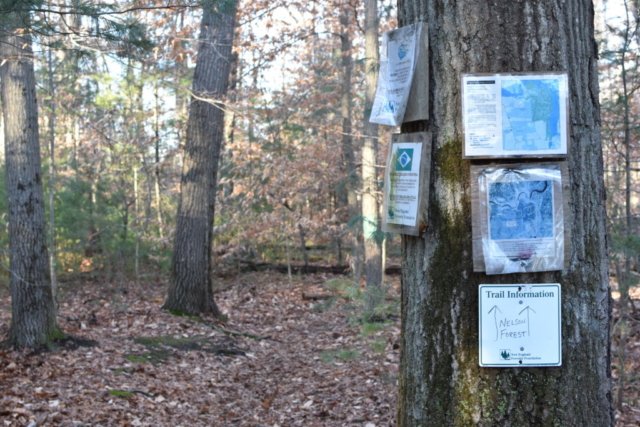 Nelson Memorial Forest Marshfield