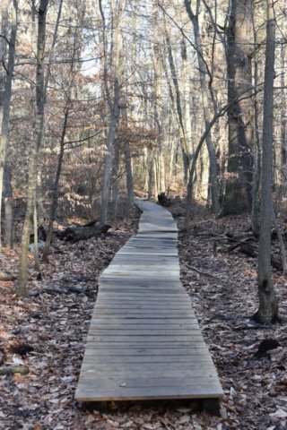 Nelson Memorial Forest Marshfield