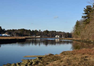 Nelson Forest Marshfield
