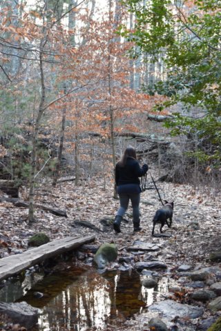 Nelson Memorial Forest Marshfield
