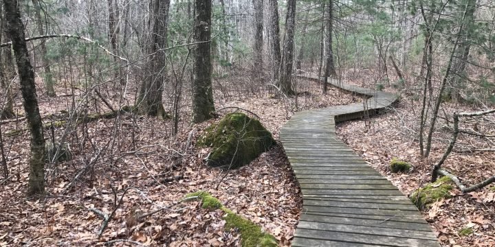 Canoe Club Preserve / Pembroke