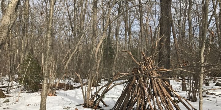 Great Brewster Woods / Cohasset