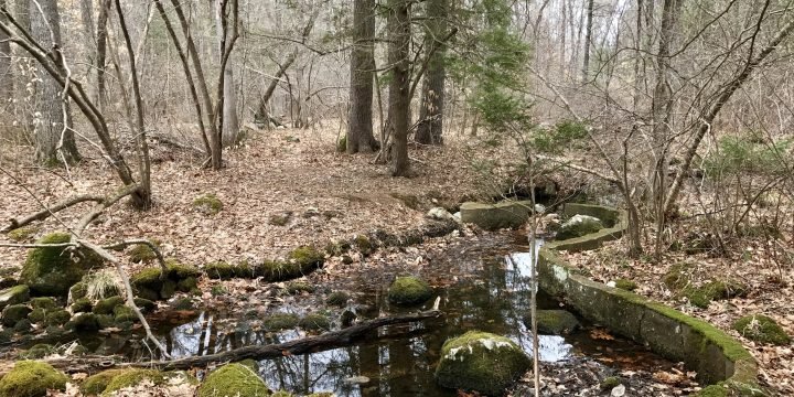 Fogg Forest / Norwell