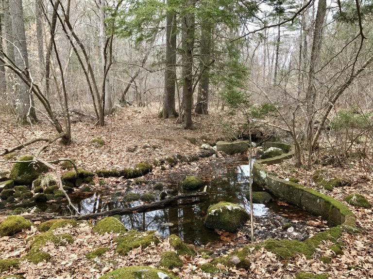 Fogg Forest Norwell