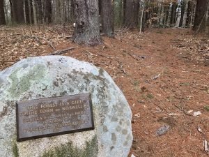 Fogg Forest Norwell
