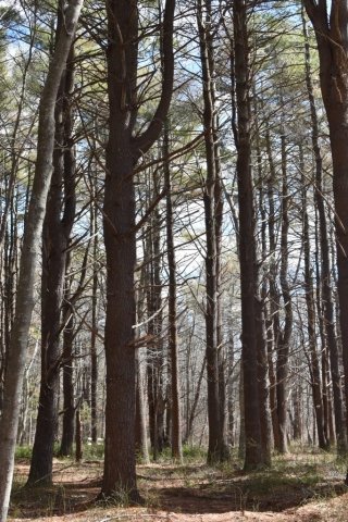 Pratt Trails Marshfield South River