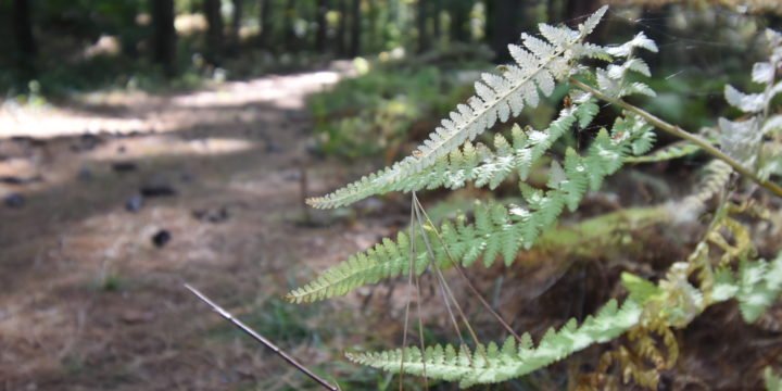 George Washington Forest / Hingham