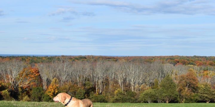 Turkey Hill / Hingham