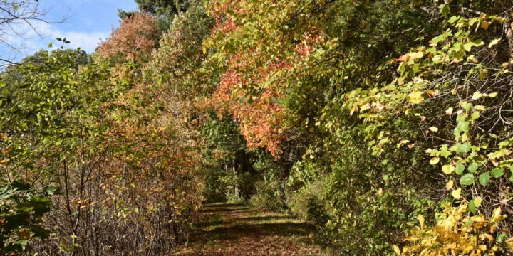 Best Fall Hikes on the South Shore
