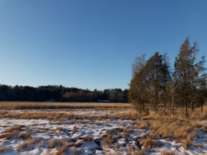 Corn Hill Woodland - Marshfield