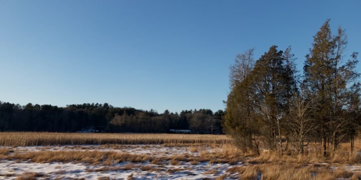 Cornhill Woodland / Marshfield