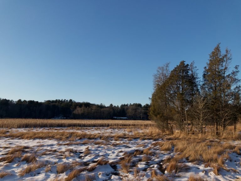 Corn Hill Woodland - Marshfield