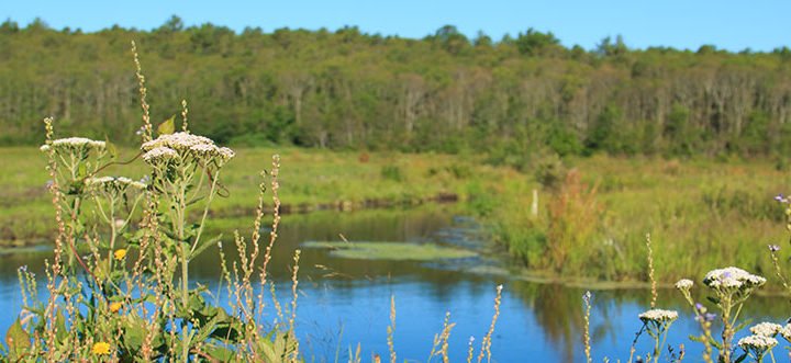Tidmarsh / Plymouth